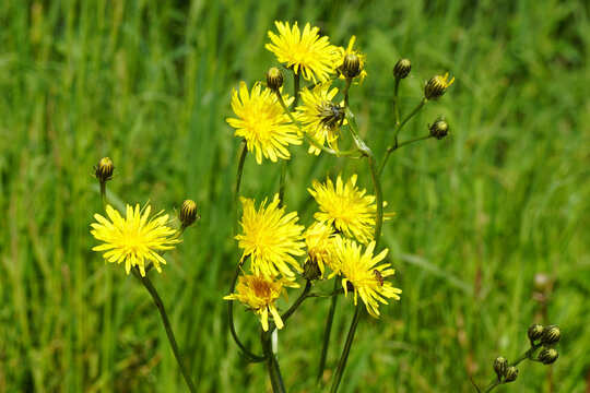 Yellow flowering rough hawksbeard (Crepis biennis), family Asteraceae or Compositae. Blurred grass on the background. Spring, May, Netherlands	