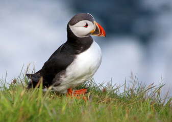 Close-up of puffin perching on grassy field against sea