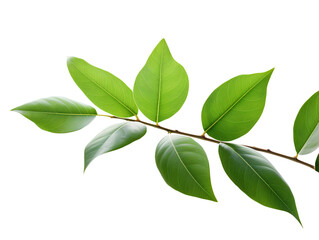 a close up of a branch with leaves