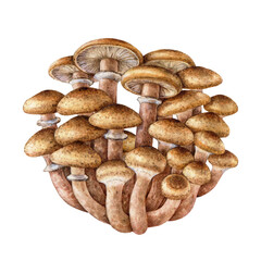 Honey fungus group painted illustration. Hand drawn watercolor Armillaria fungi on white background. Bootlace fungus bunch edible forest mushroom illustration