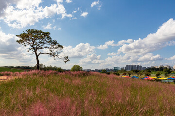 landscape with flowers and blue sky