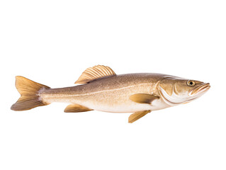 a fish with a white background