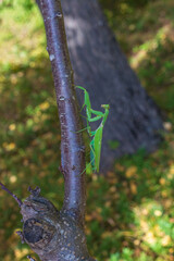praying mantis on tree