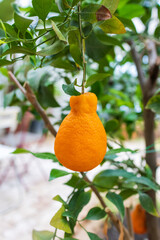 oranges on tree