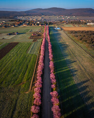 Berkenye, Hungary - Aerial vertical panoramic view of blooming pink wild plum trees along the road in the village of Berkenye on a spring morning with clear blue sky