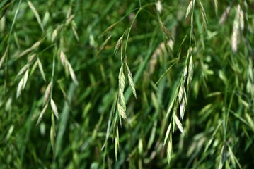 Rescue grass ( Bromus catharticus ) spikelet. Poaceae perennial weed. Flowering season is from May...