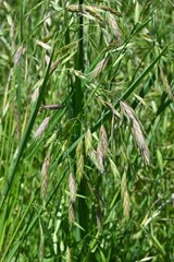 Rescue grass ( Bromus catharticus ) spikelet. Poaceae perennial weed. Flowering season is from May to August, and panicles are produced from the tip of the stem.
