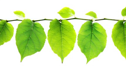 Green leaves isolated on white background AI generation