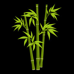Fototapeta premium bamboo, plant, growth, cartoon, illustration