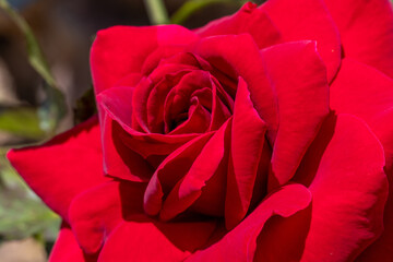 あぐりの丘の赤色のバラ