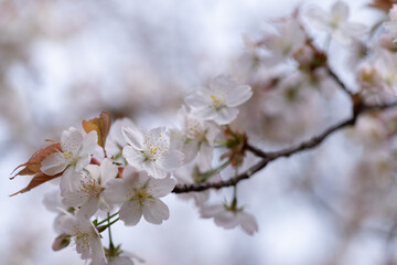 満開の桜をマクロ撮影