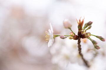 満開の桜をマクロ撮影