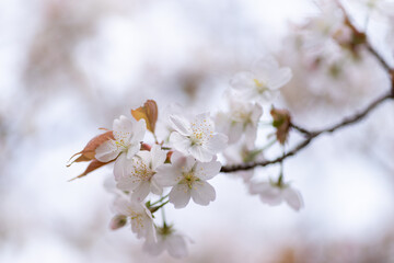 満開の桜をマクロ撮影