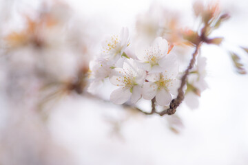満開の桜をマクロ撮影