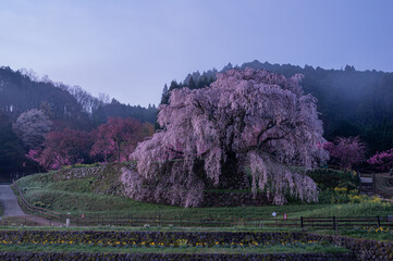 夜明け前の美しい一本桜　奈良県