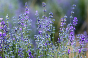 Purple lavender flower field close-up