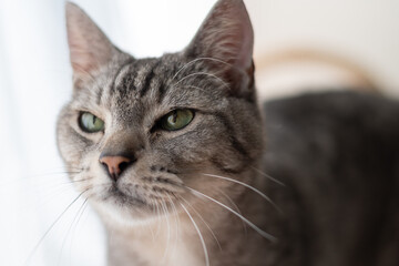 見つめる猫　サバトラ猫