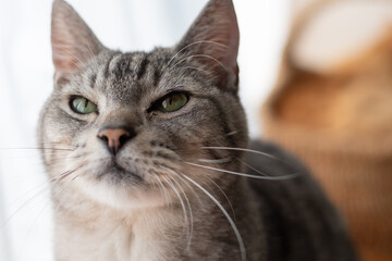 見つめる猫　サバトラ猫