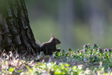 森にすむ可愛いニホンリス