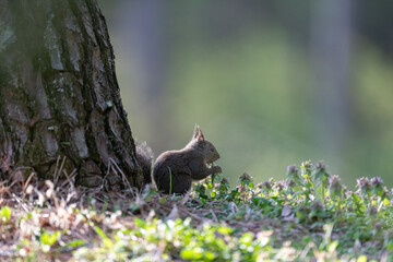 Fototapeta premium 森にすむ可愛いニホンリス