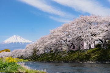 富士山と桜