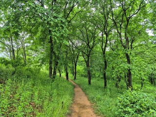 a dirt road in the forest