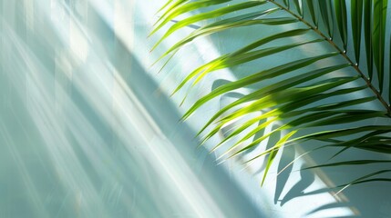 Minimal Tropical Green Palm Leaf Set Against A Backdrop Of Natural Beauty, Evoking A Sense Of Tranquility And Relaxation, Cartoon Background