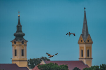 Two birds flight in front of church towers