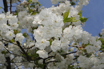 White sakura cherry flowers in full bloom and blossom with beautiful petals on a sunny day with blue sky in spring