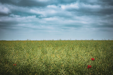 agriculture field and blue sky