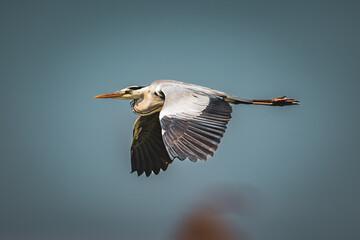 heron (ardea cinerea) in flight