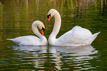 Naklejka premium A pair of white swan in love on lake in spring