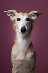 Portrait of a silken windsprite dog looking straight and alert at the on a maroon red background