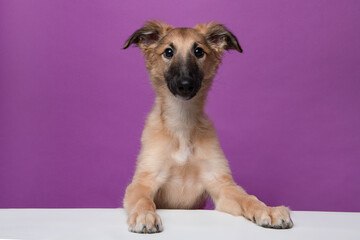 Portrait of a cute silken windsprite puppy on a purple background looking at the camera, with its paws over a white border