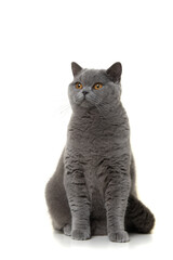 Pretty and proud british shorthaired cat sitting looking up isolated on a white background