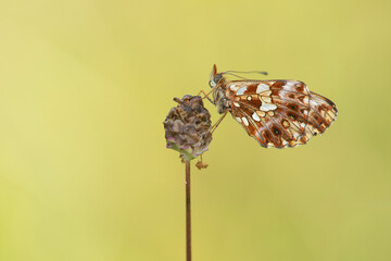 A beautiful Weaver's fritillary butterfly also called "Boloria dia", on a natural yellow background