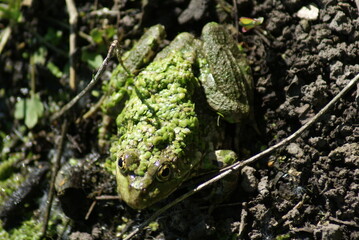 frog in the grass
