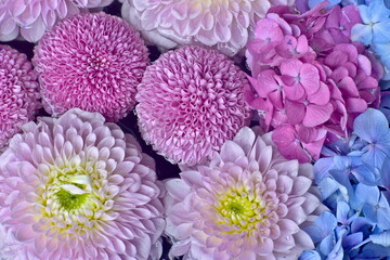 山口　山﨑八幡宮　紫陽花　花