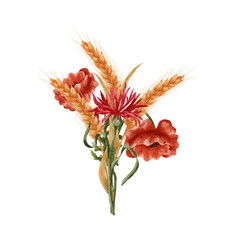 Ears of ripe wheat and red poppies. A bouquet, a composition of spikelets of grain and field poppies. Wheat isolated on white background. Design for sticker, label, postcard.