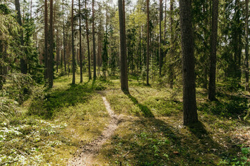 Fototapeta na wymiar Latvian forest in late Spring.