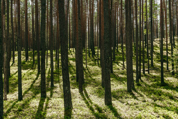 Large pine forest in summertime.