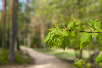 Tree leaves catch the spring sun, photo from the forest.