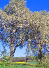 Wildbirne bl&uuml;ht