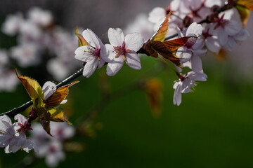 bee on a sakura tree