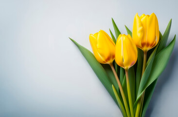 yellow tulips flowers on grey background. Waiting for spring. Happy card with copy space. Flat lay, top view