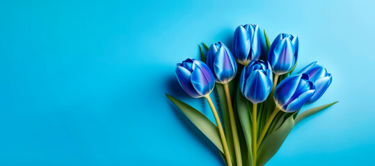 blue tulips flowers on blue background. Waiting for spring. Happy card with copy space. Flat lay, top view