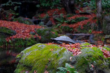 岐阜公園の池の亀の像