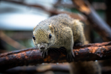 岐阜県のぎふ金華山リス村のリス