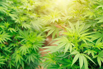 Marijuana cannabis plant farm for medical science use, indoor grown hemp weed tree, summer flower...