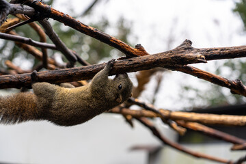 岐阜県のぎふ金華山リス村のリス